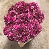 HORTENSIA SNITT ROSA DARK RUBY. 60 CM